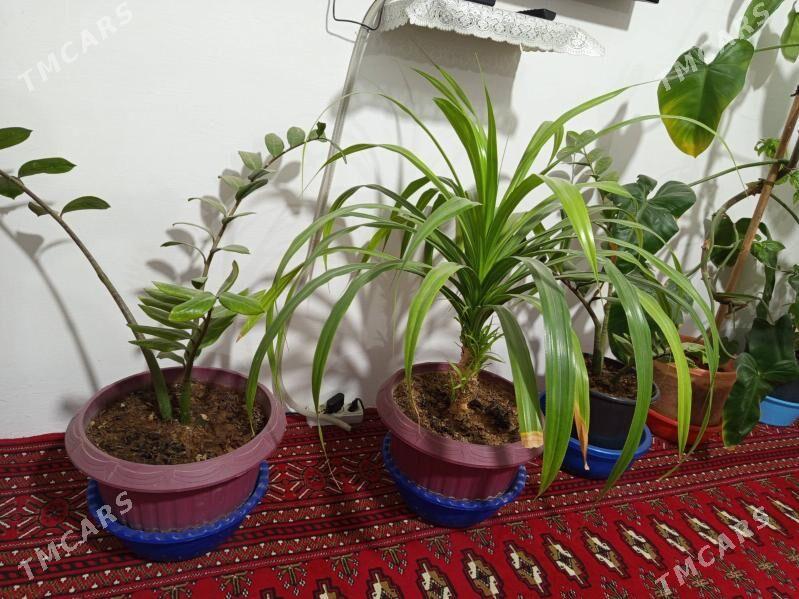 Otağ gülleri - Махтумкули - img 3