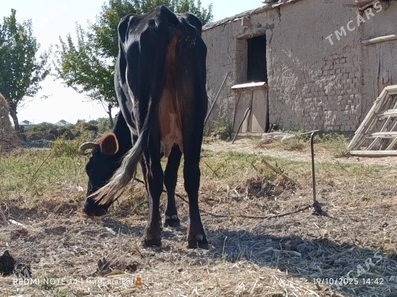 gysyr sygyr - Векильбазар - img 3