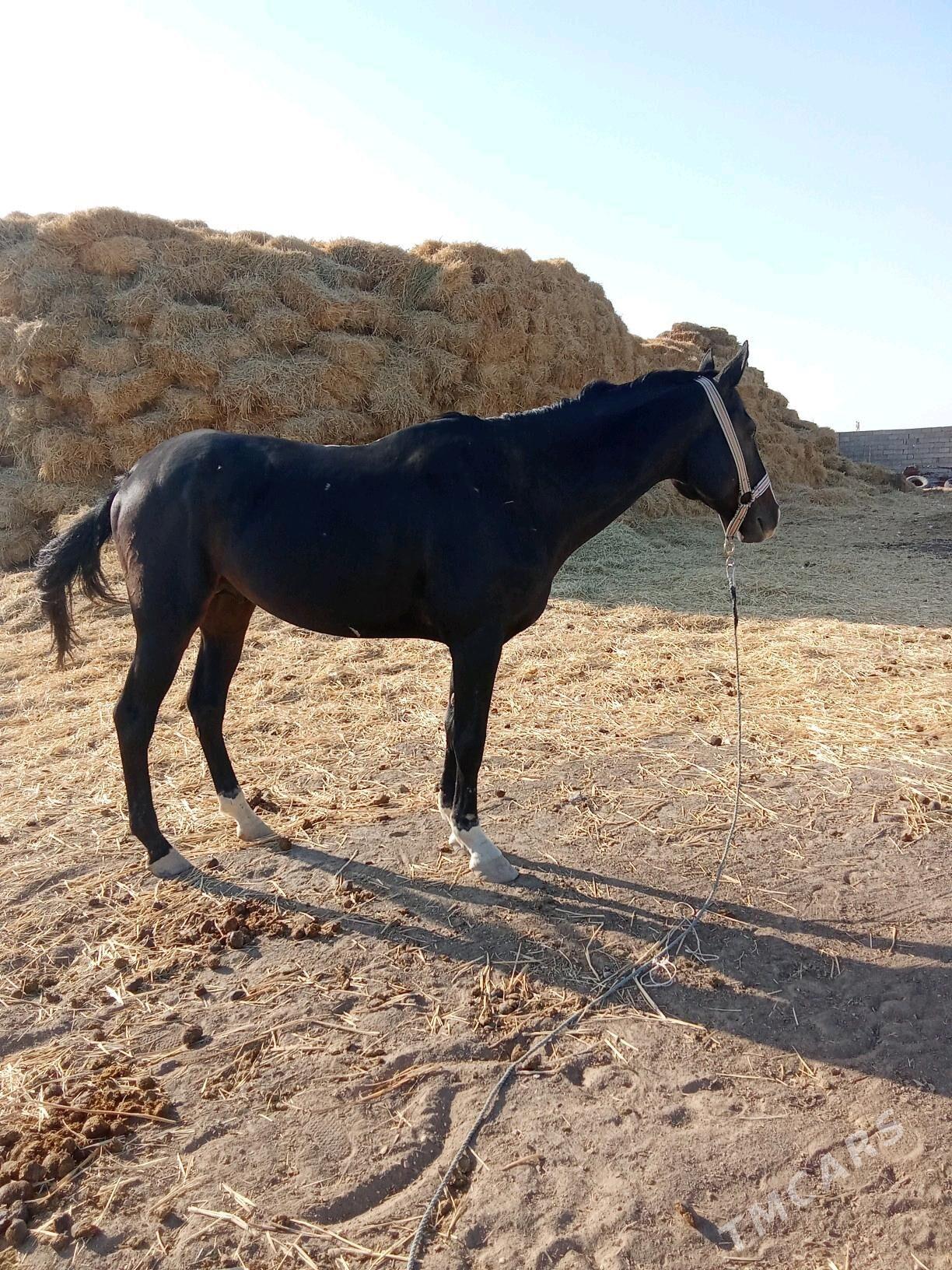 at - Ак-Бугдайский этрап - img 1