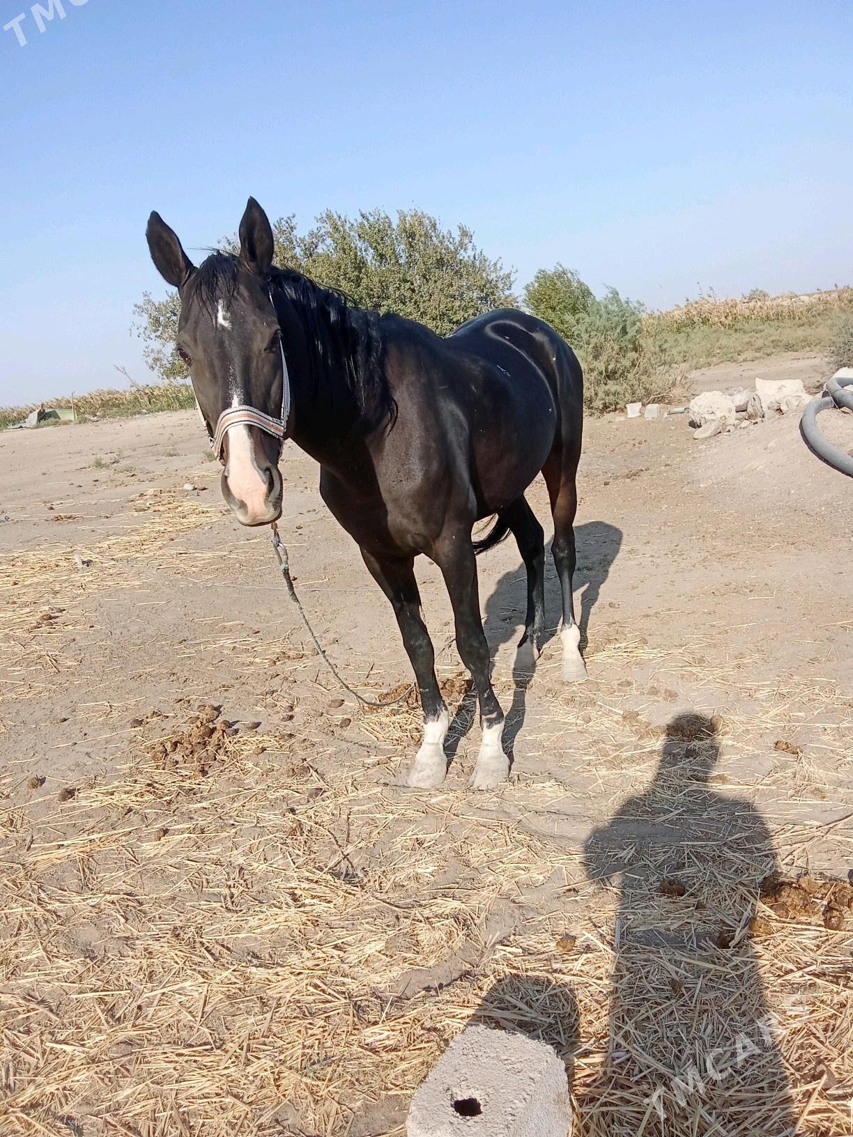 at - Ак-Бугдайский этрап - img 2