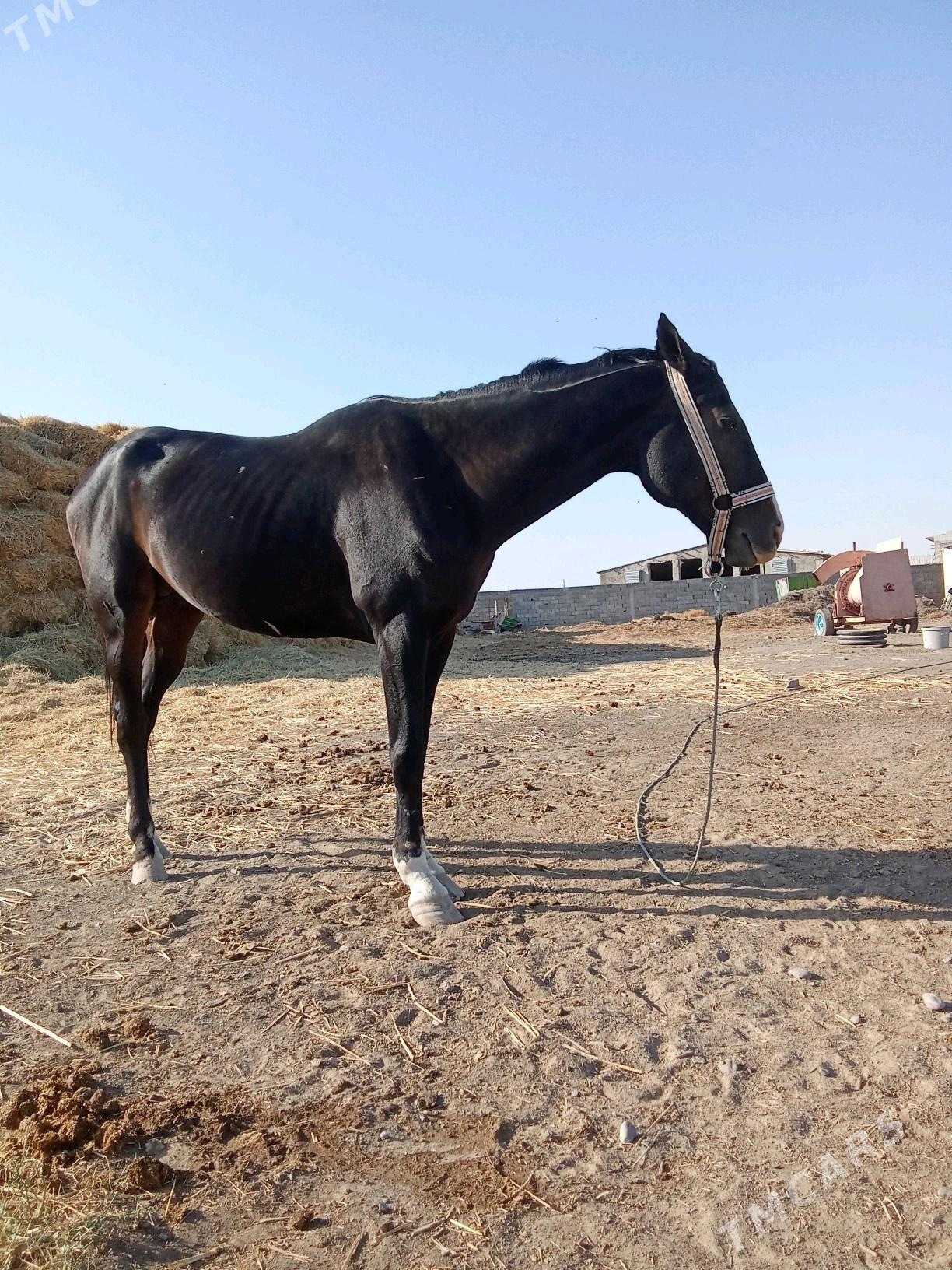 at - Ак-Бугдайский этрап - img 4