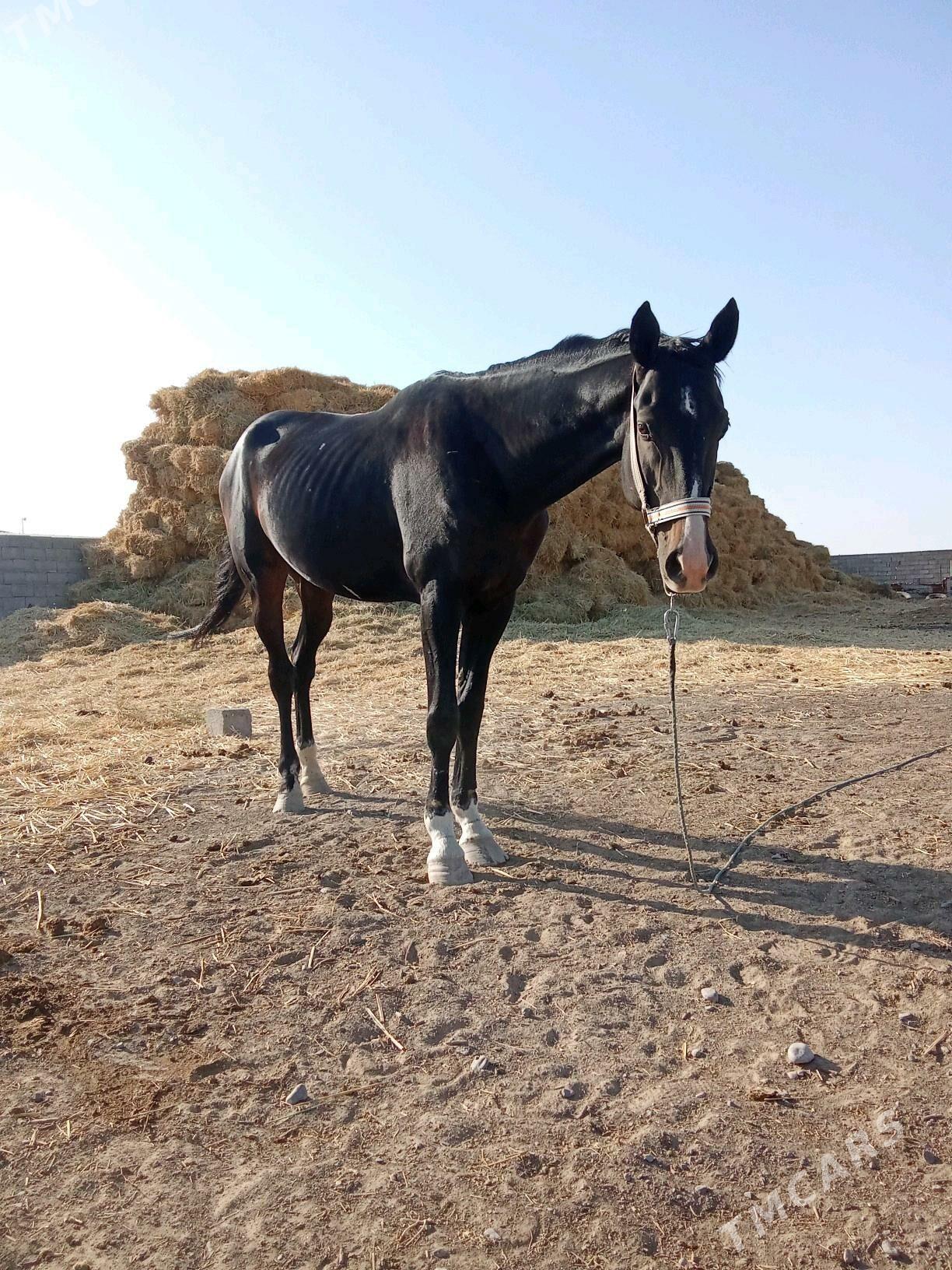 at - Ак-Бугдайский этрап - img 5