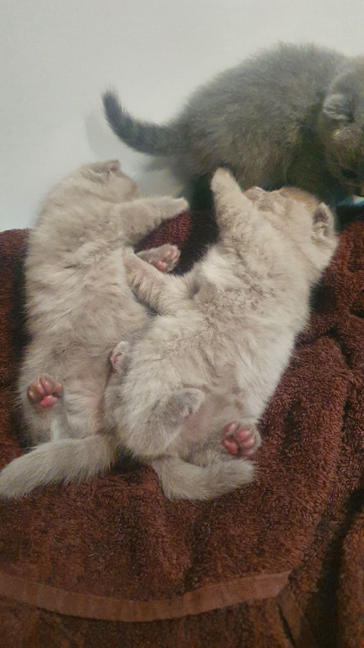 Шотландские котята - Aşgabat - img 8