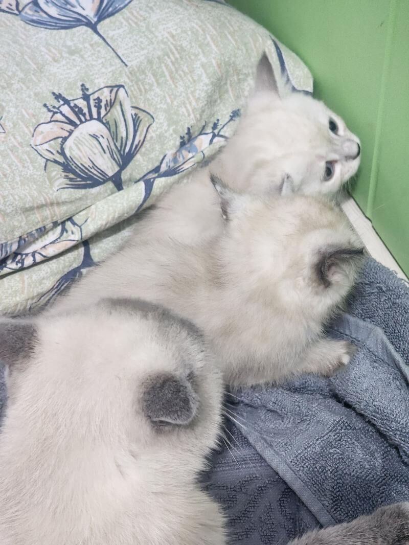 Шотландские котята - Ашхабад - img 4