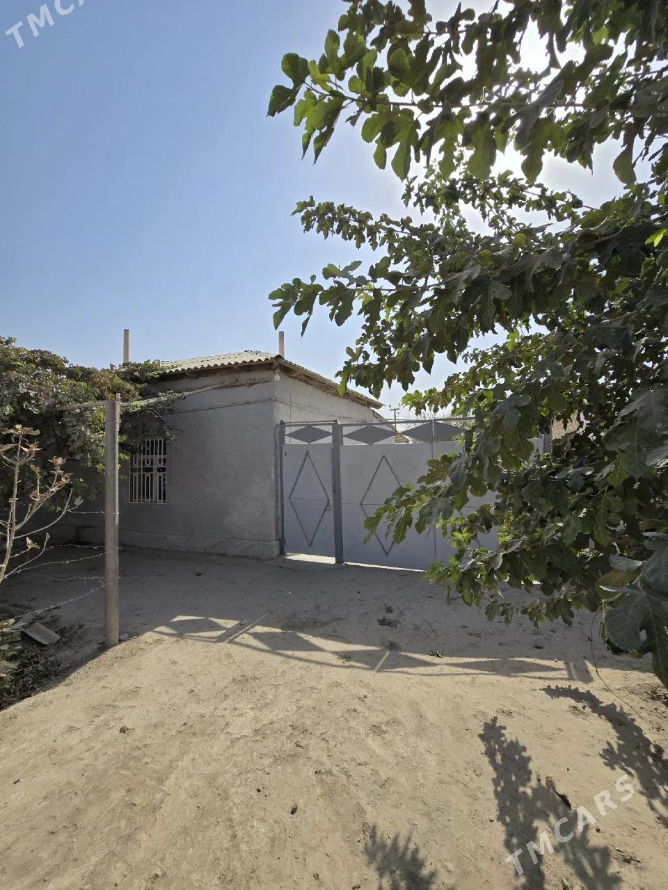 satlyk jay - Tejen - img 4