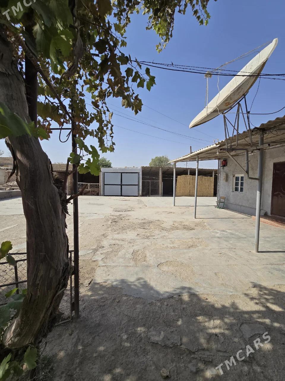 satlyk jay - Tejen - img 2