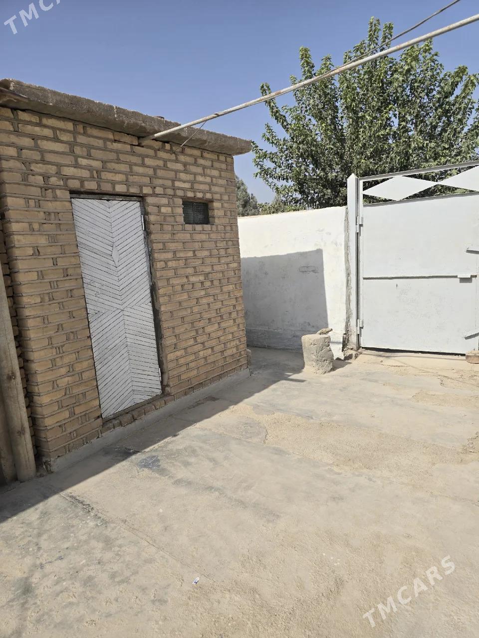 satlyk jay - Tejen - img 3