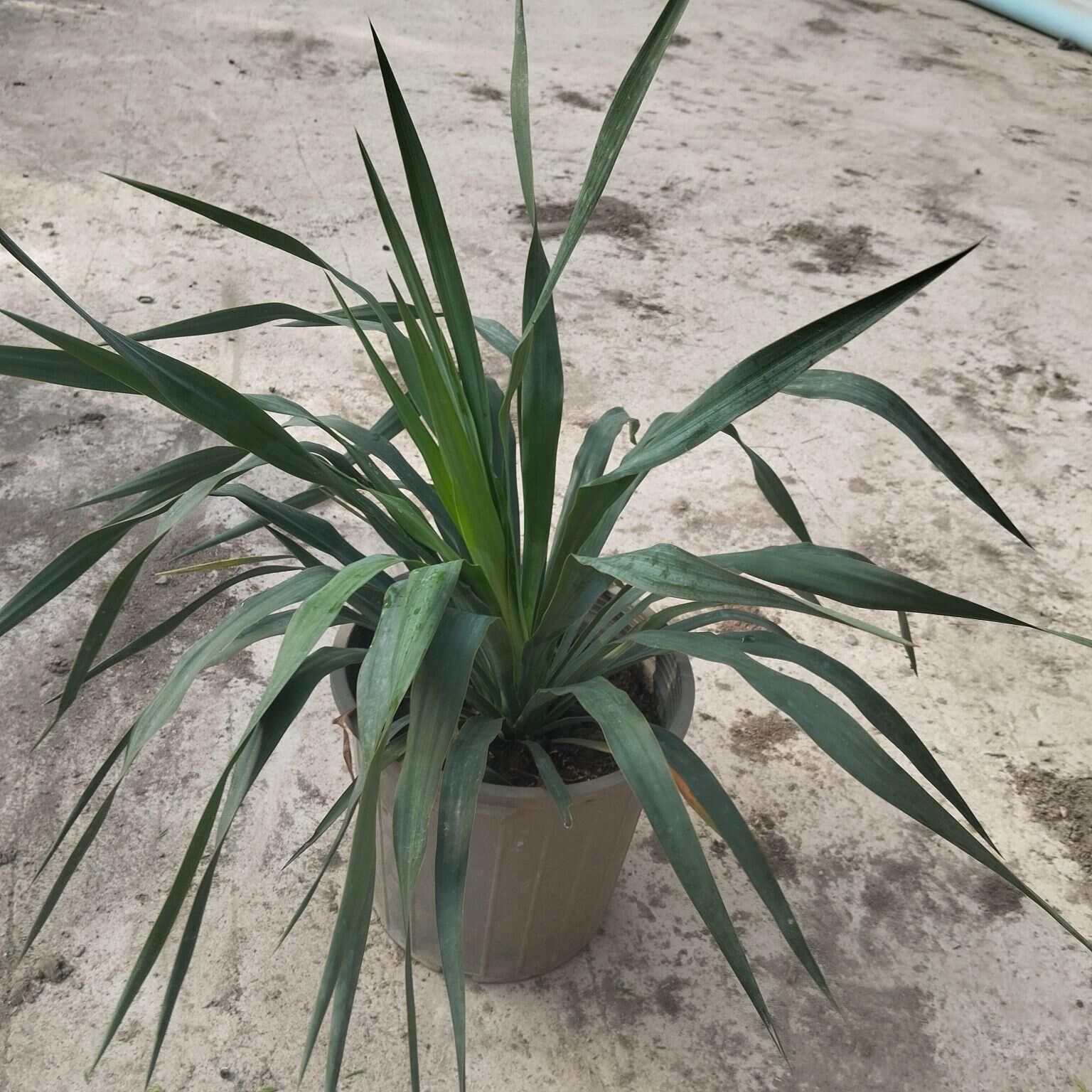 şatut - Кака - img 4