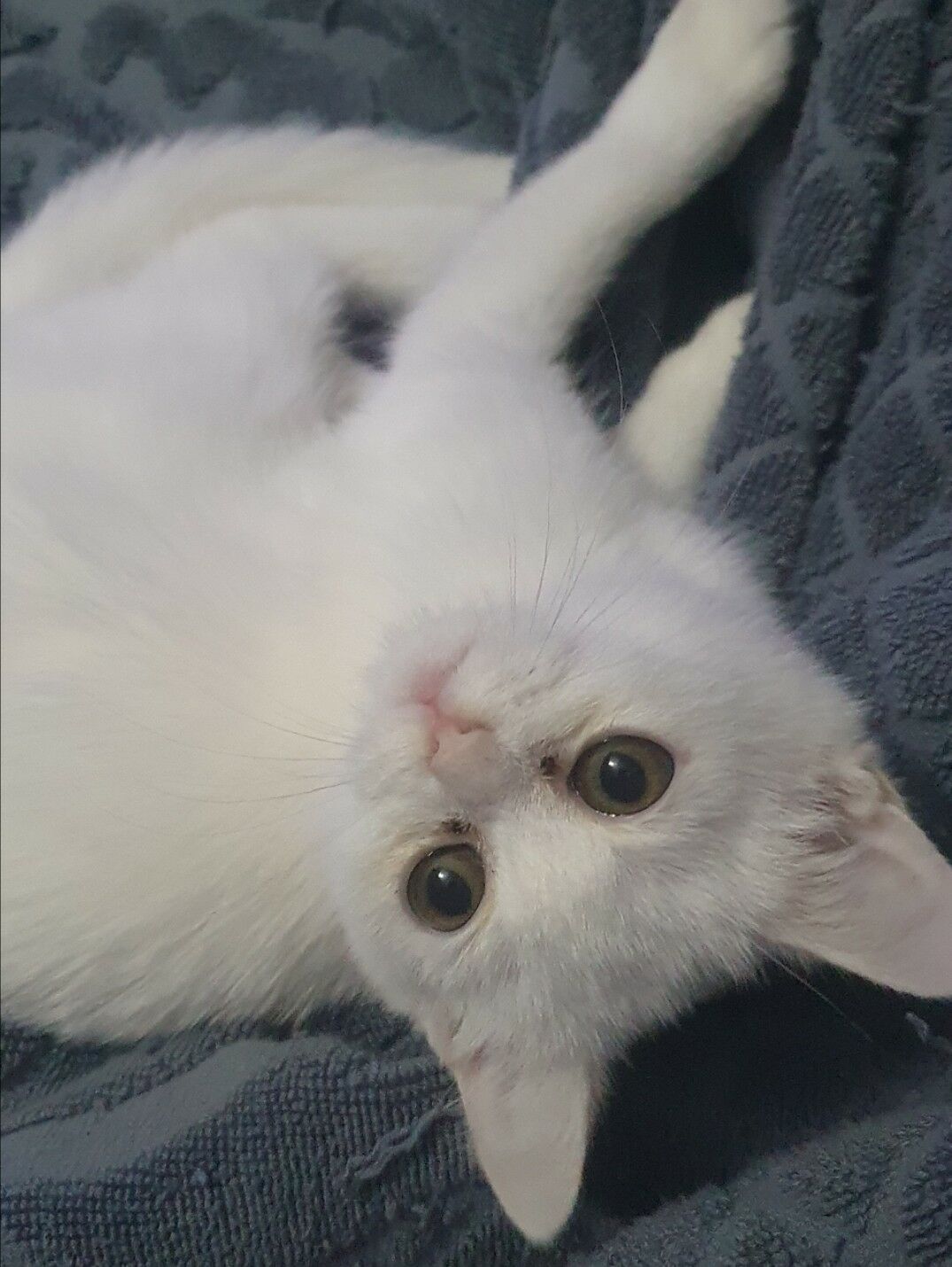 Шотландские котята - Ашхабад - img 8