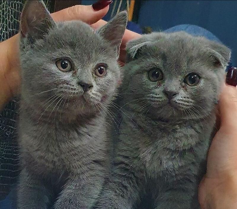 Шотландские котята - Ашхабад - img 9