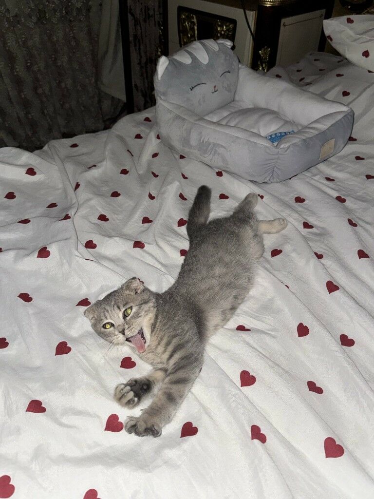 Шотландские котята - Ашхабад - img 10