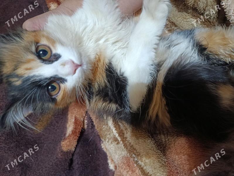 Котята - Дашогуз - img 1