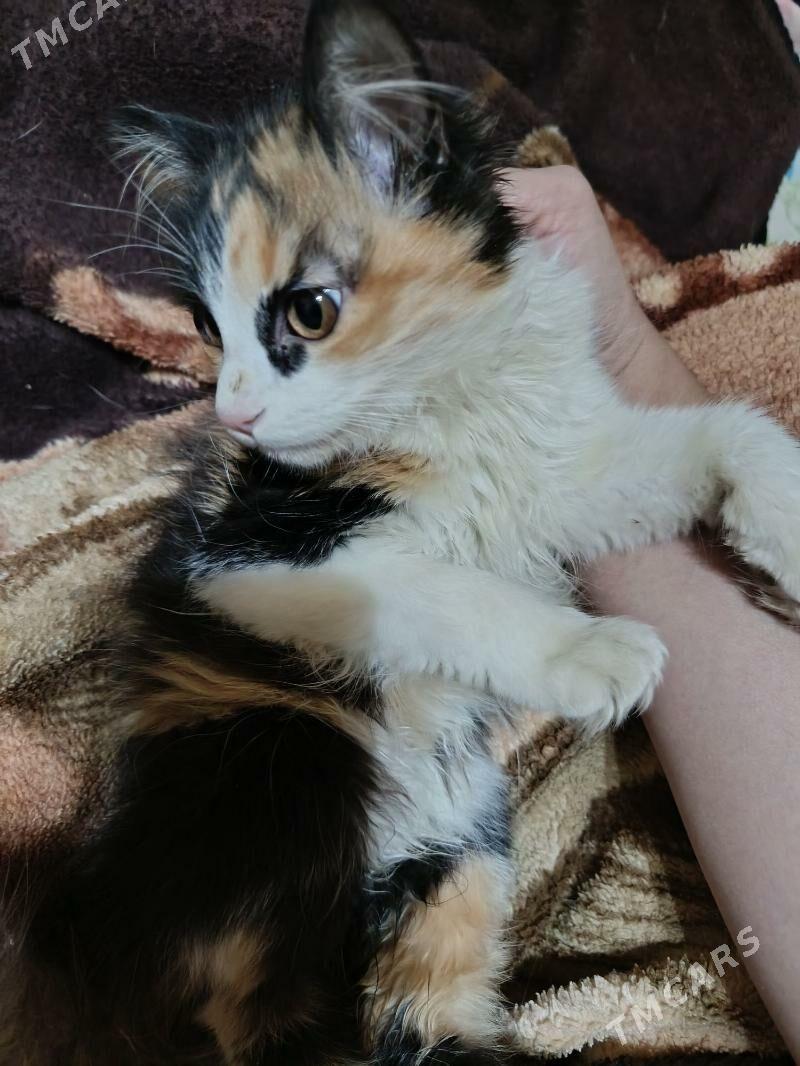 Котята - Дашогуз - img 2