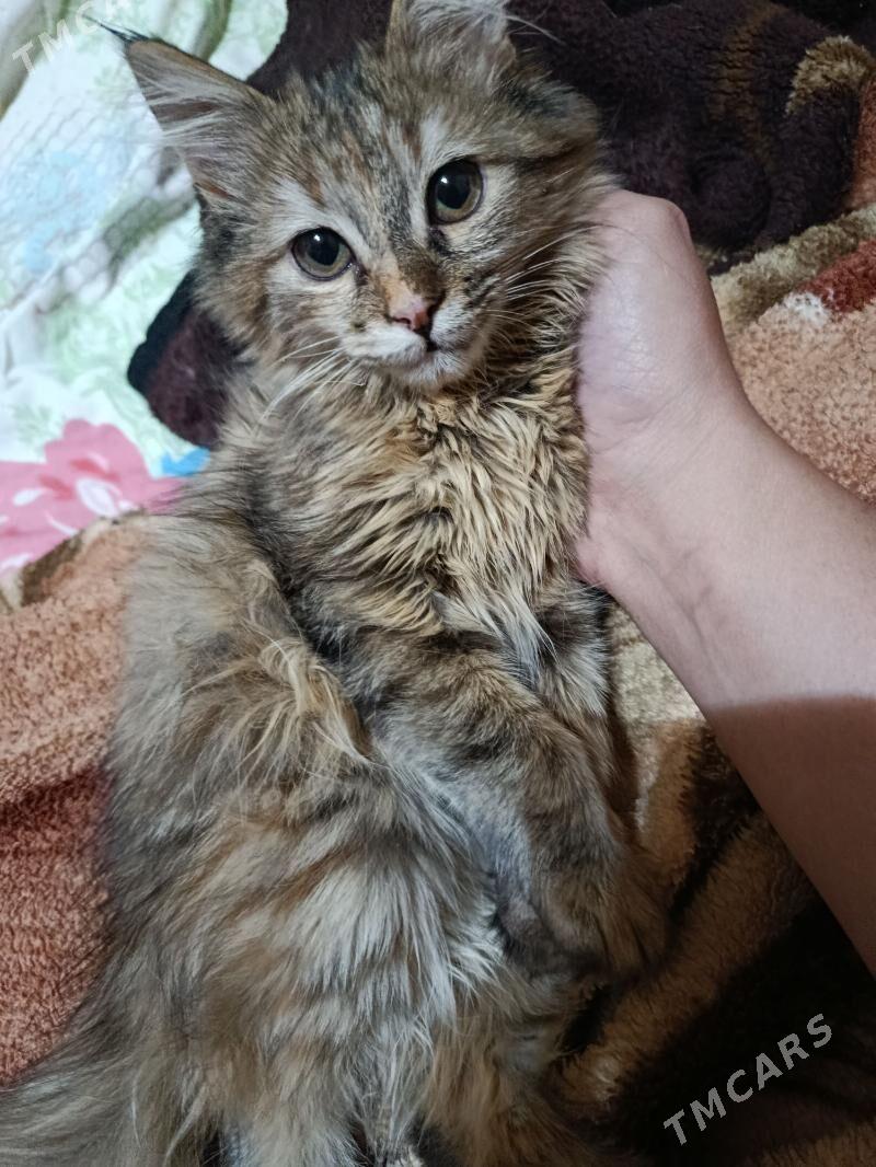 Котята - Дашогуз - img 3