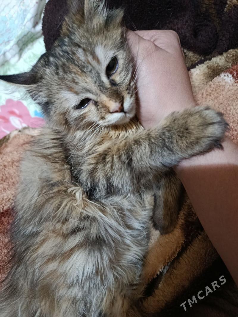 Котята - Дашогуз - img 4