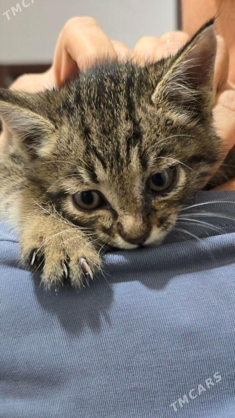 Котенок 1,5 мес - Ашхабад - img 1