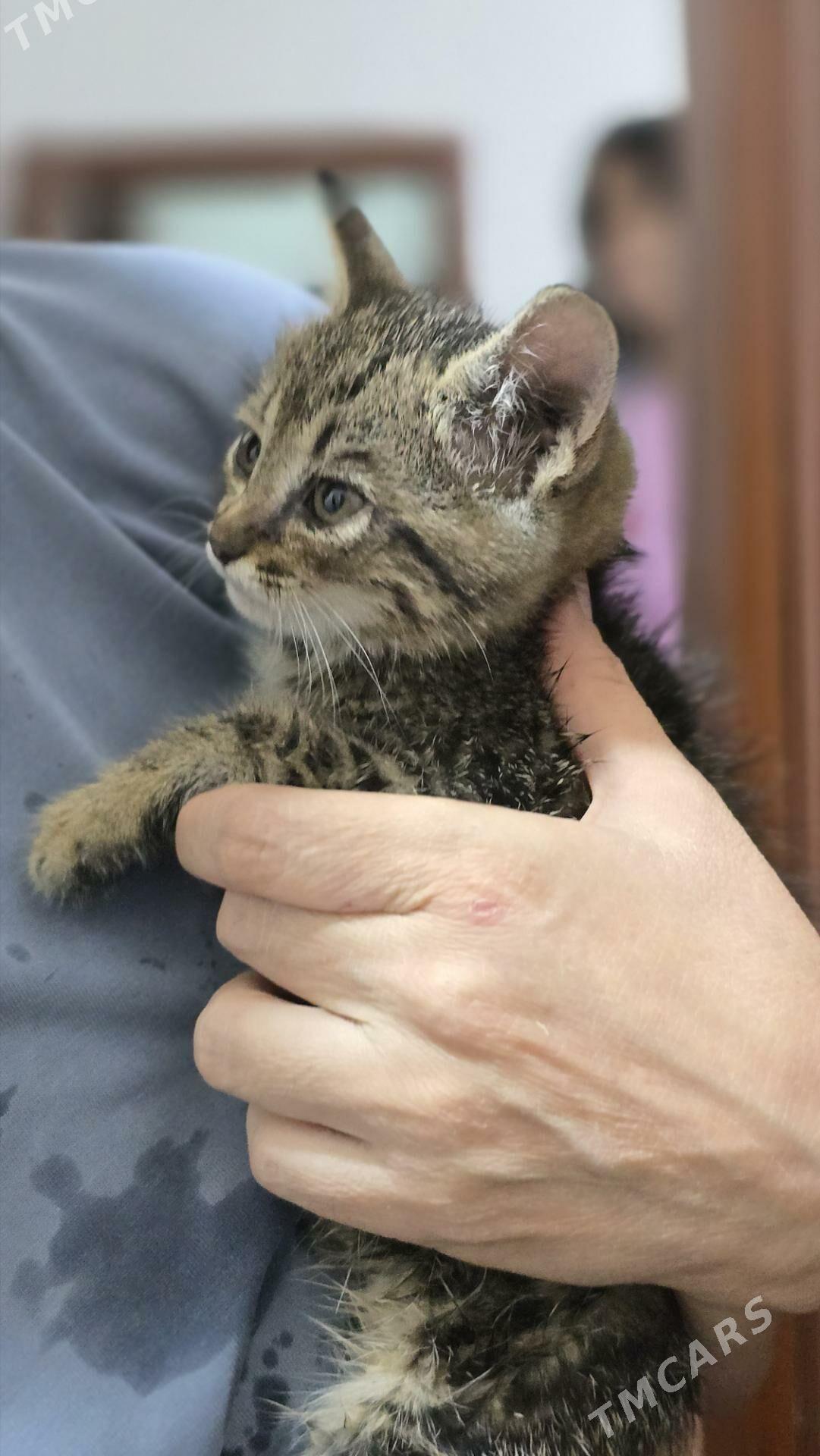 Котенок 1,5 мес - Ашхабад - img 2