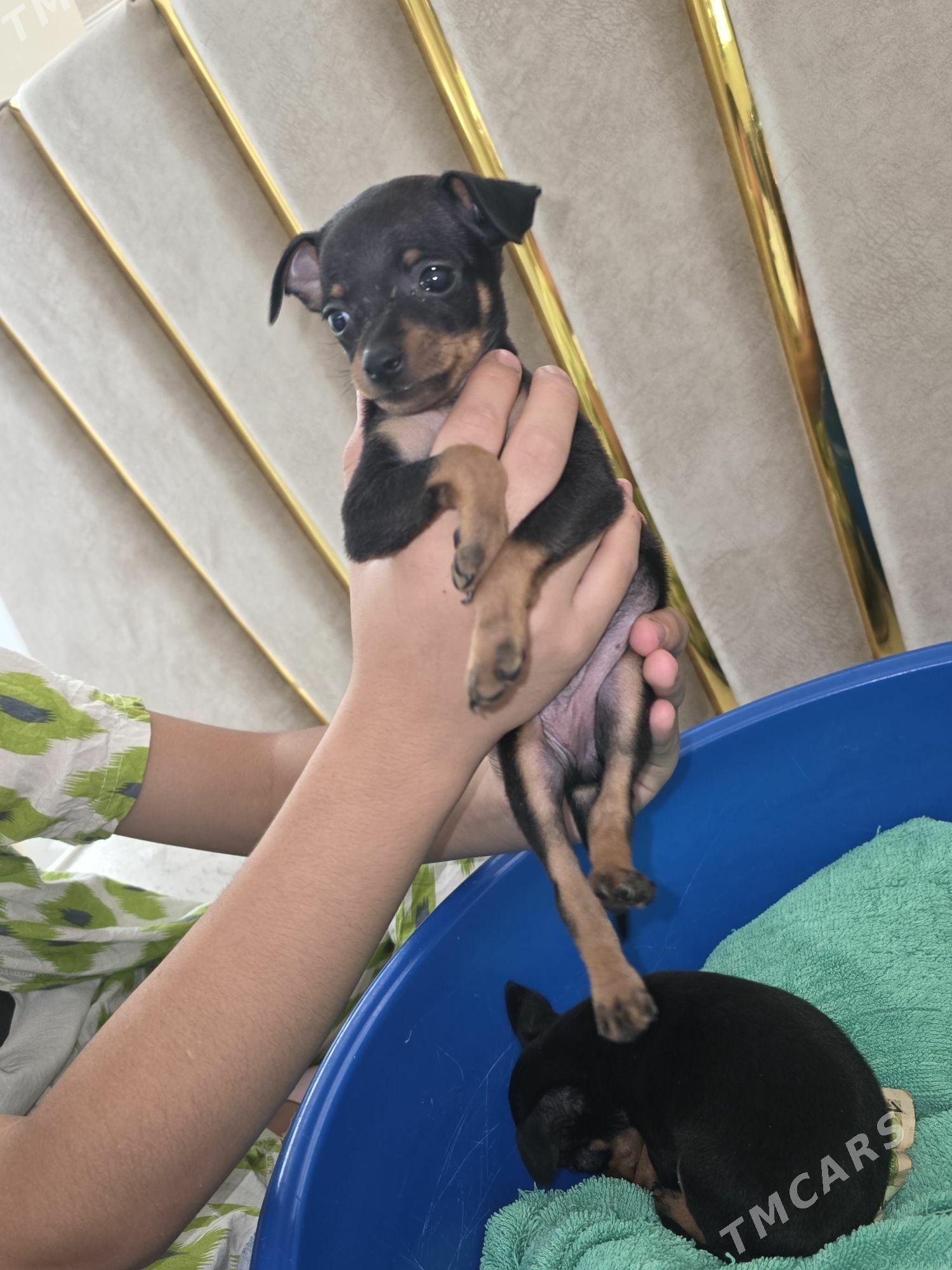 gujuk/собака пражская крысарик - Ашхабад - img 3