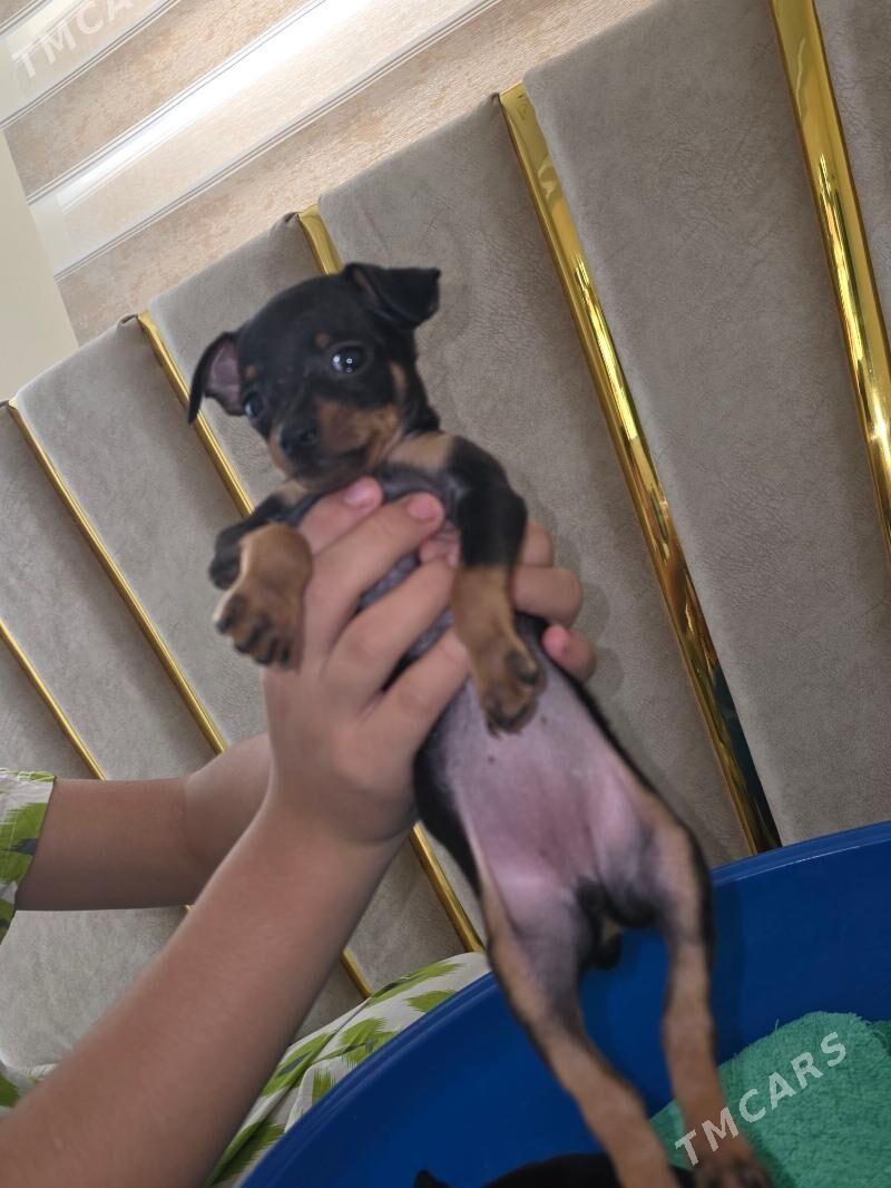 gujuk/собака пражская крысарик - Ашхабад - img 4