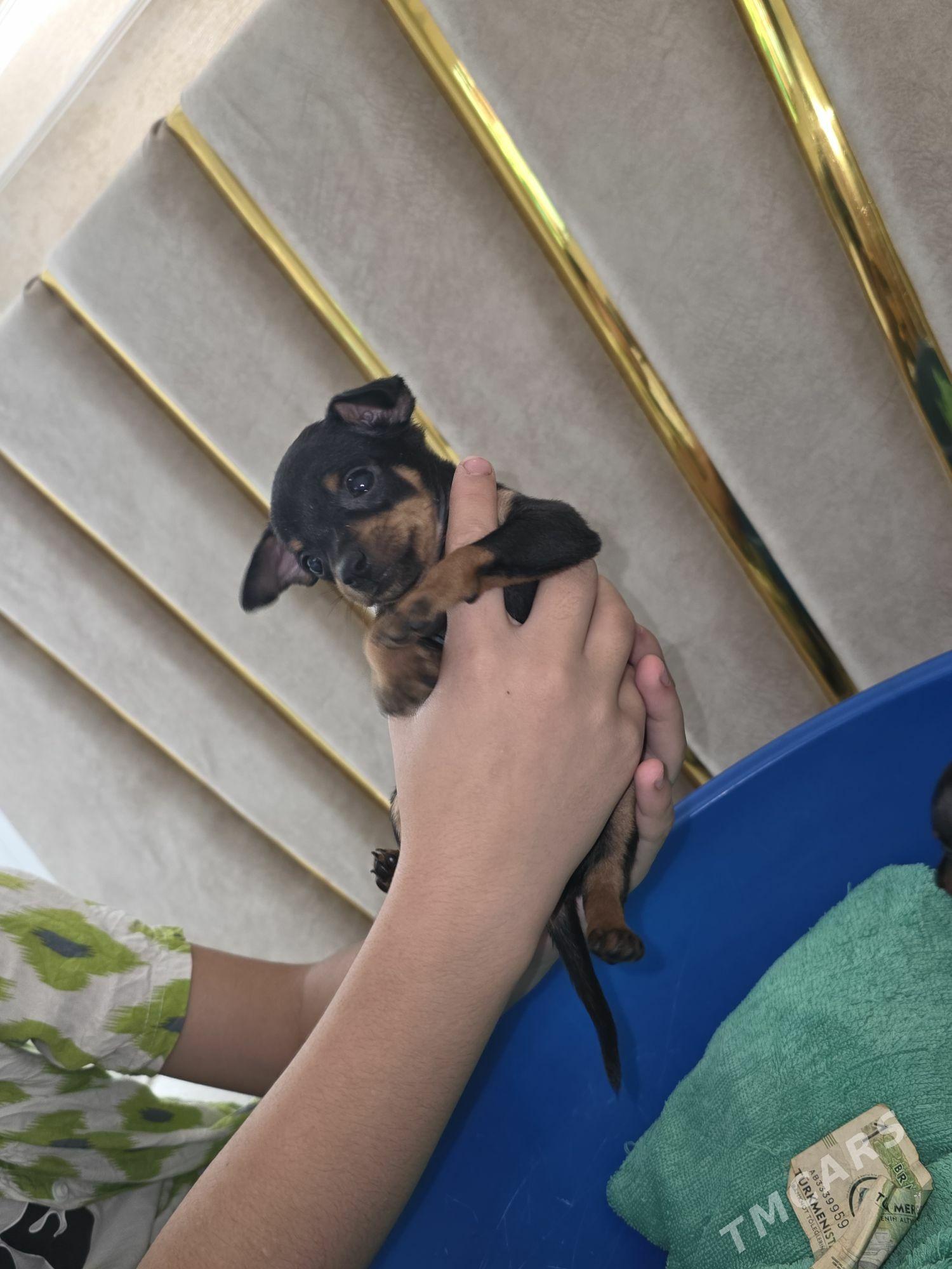 gujuk/собака пражская крысарик - Ашхабад - img 2