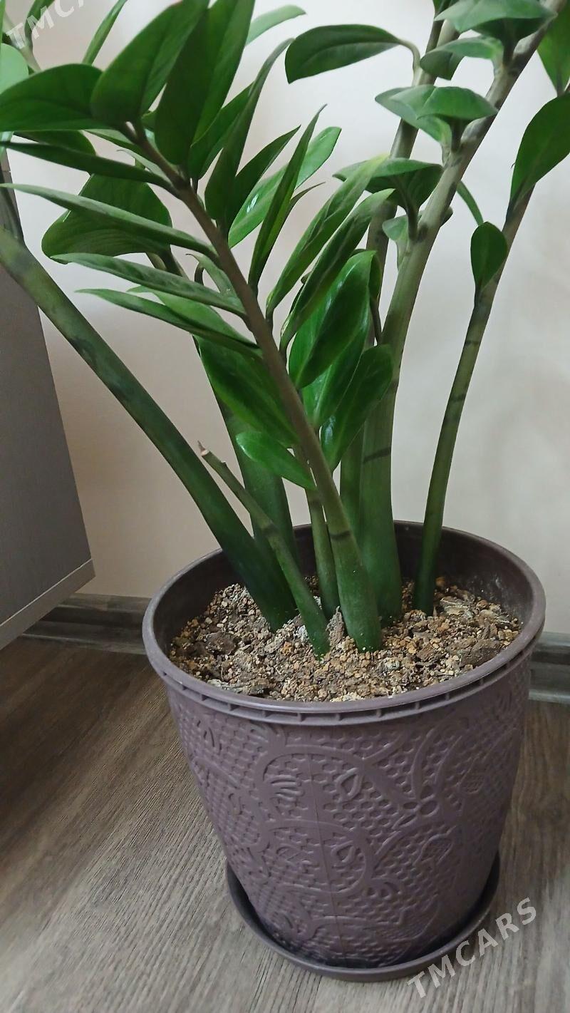 gul dollar - Хитровка - img 6