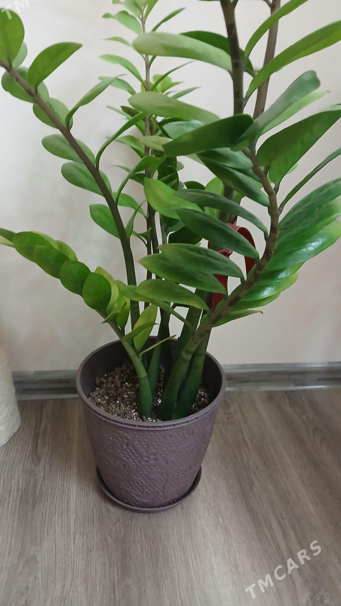 gul dollar - Хитровка - img 4