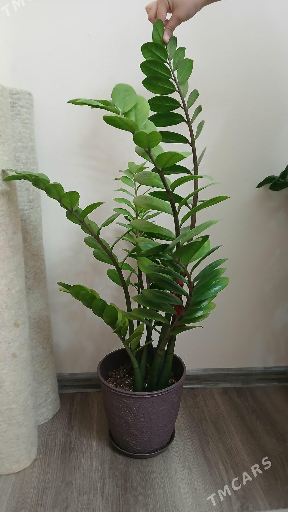 gul dollar - Хитровка - img 2