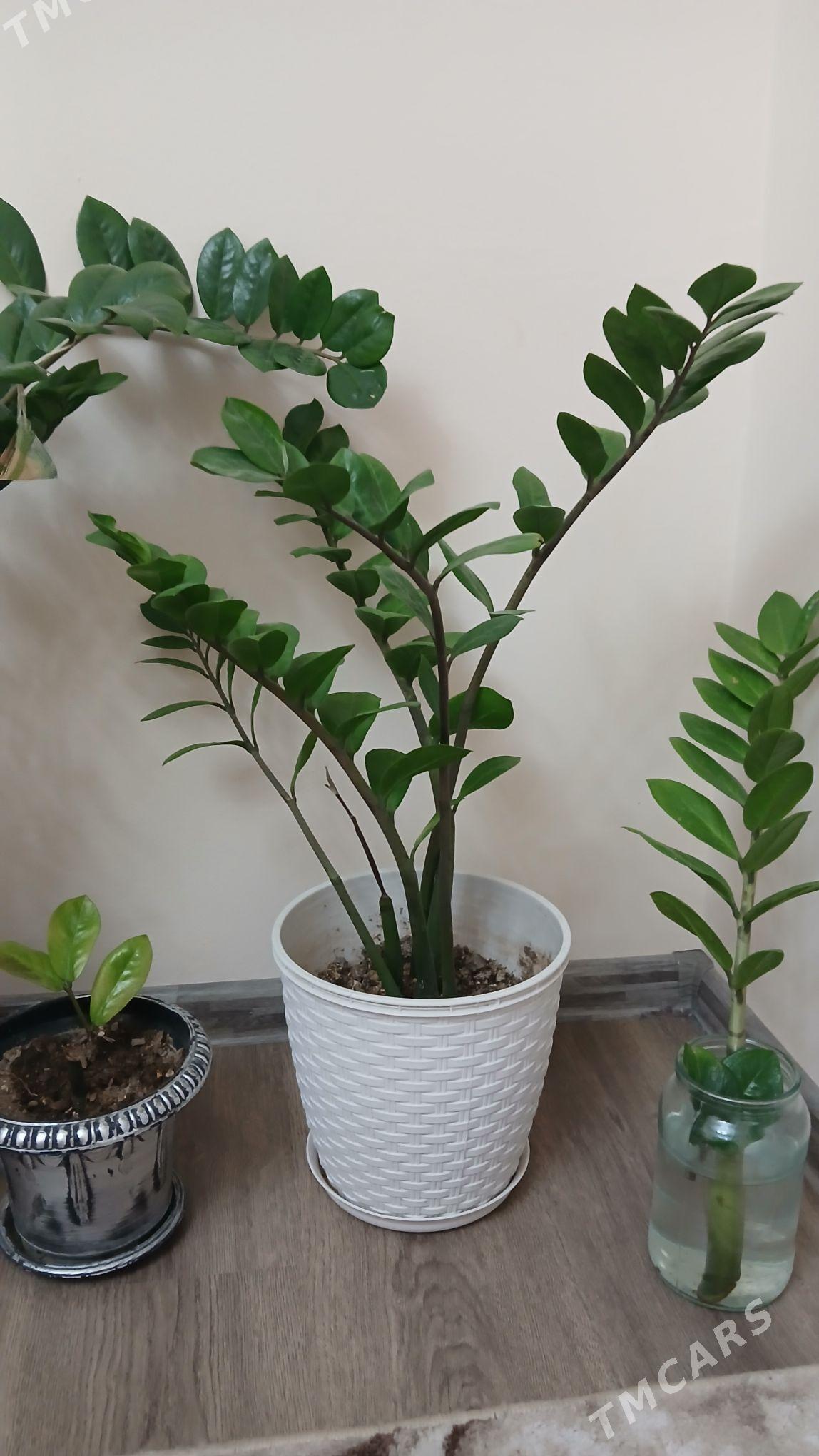 gul dollar - Хитровка - img 5