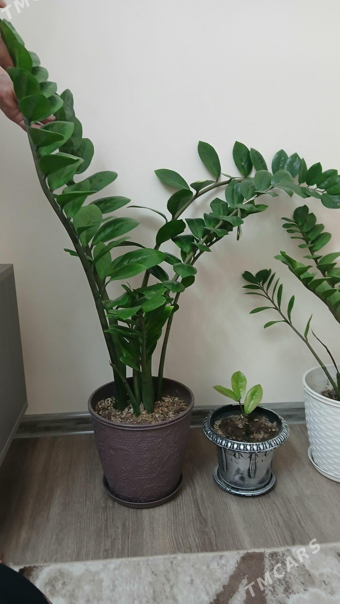 gul dollar - Хитровка - img 7