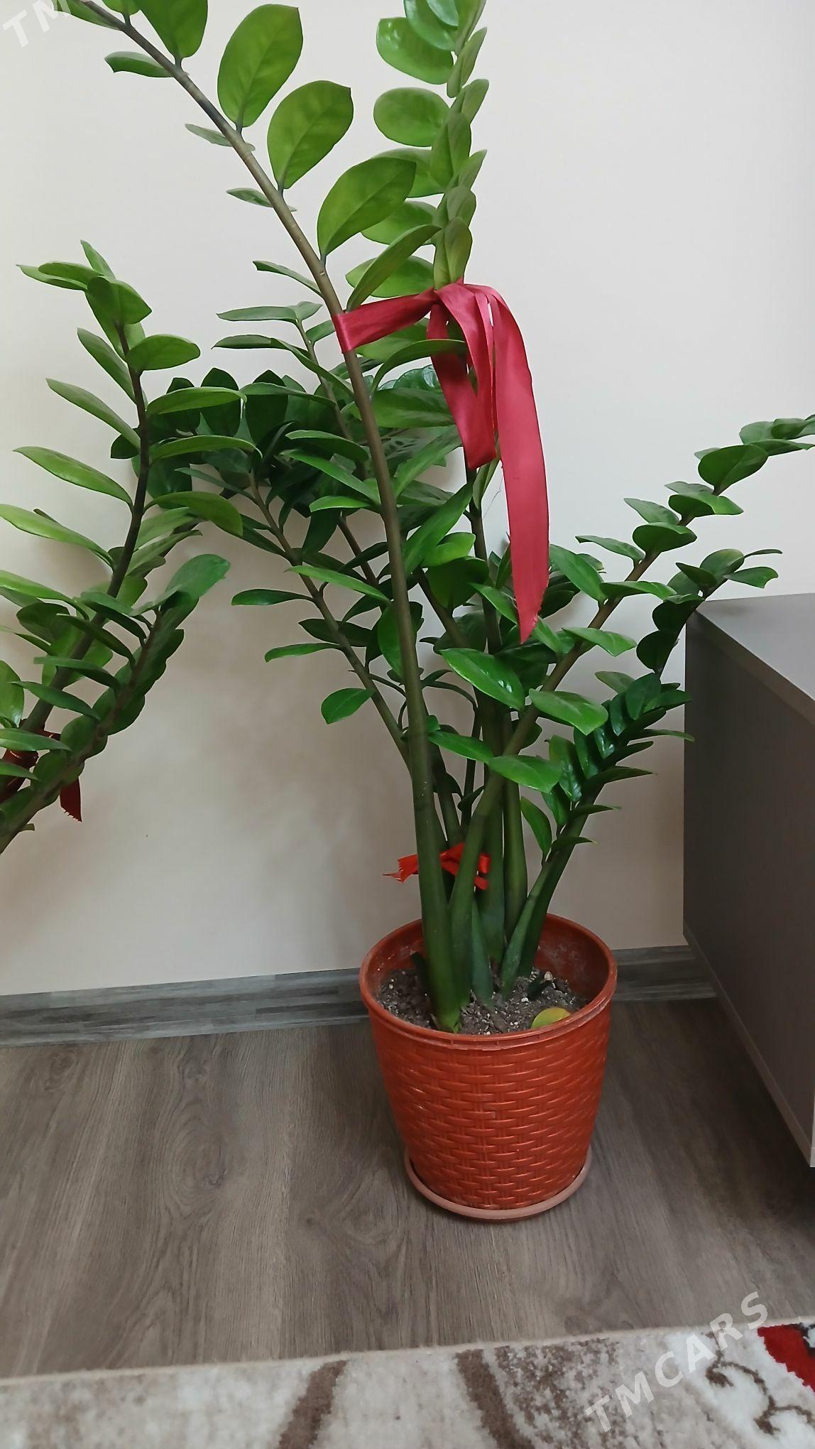 gul dollar - Хитровка - img 3