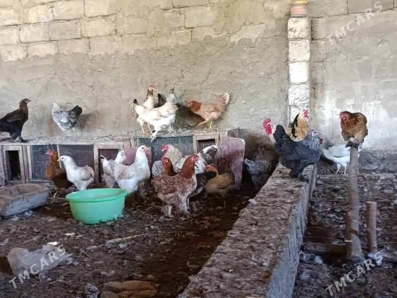 Towyklar - Büzmeýin - img 3