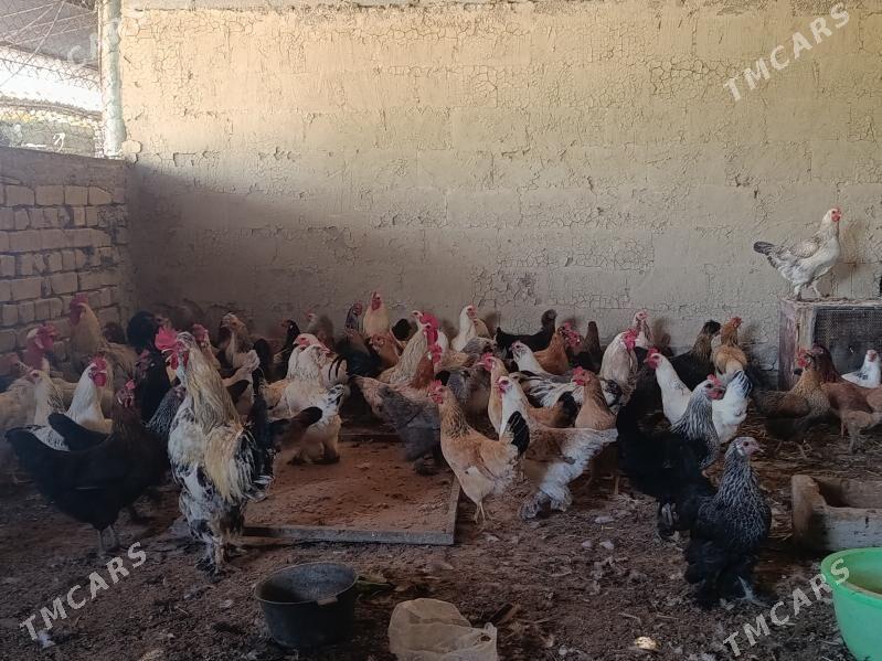 Towyklar - Büzmeýin - img 2