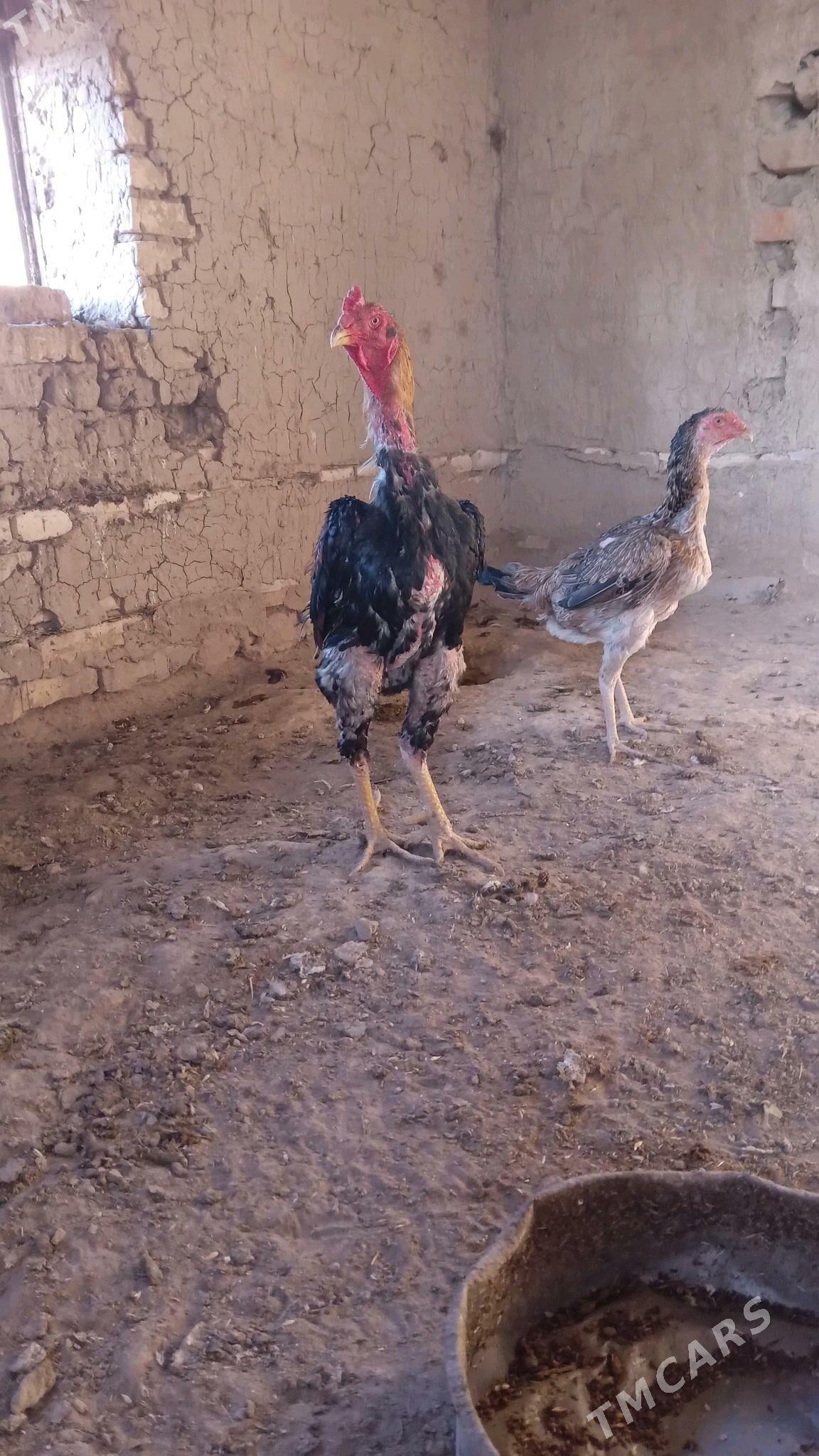 BAYES JÜJE CYKARYP BERÝAN - Murgap - img 1