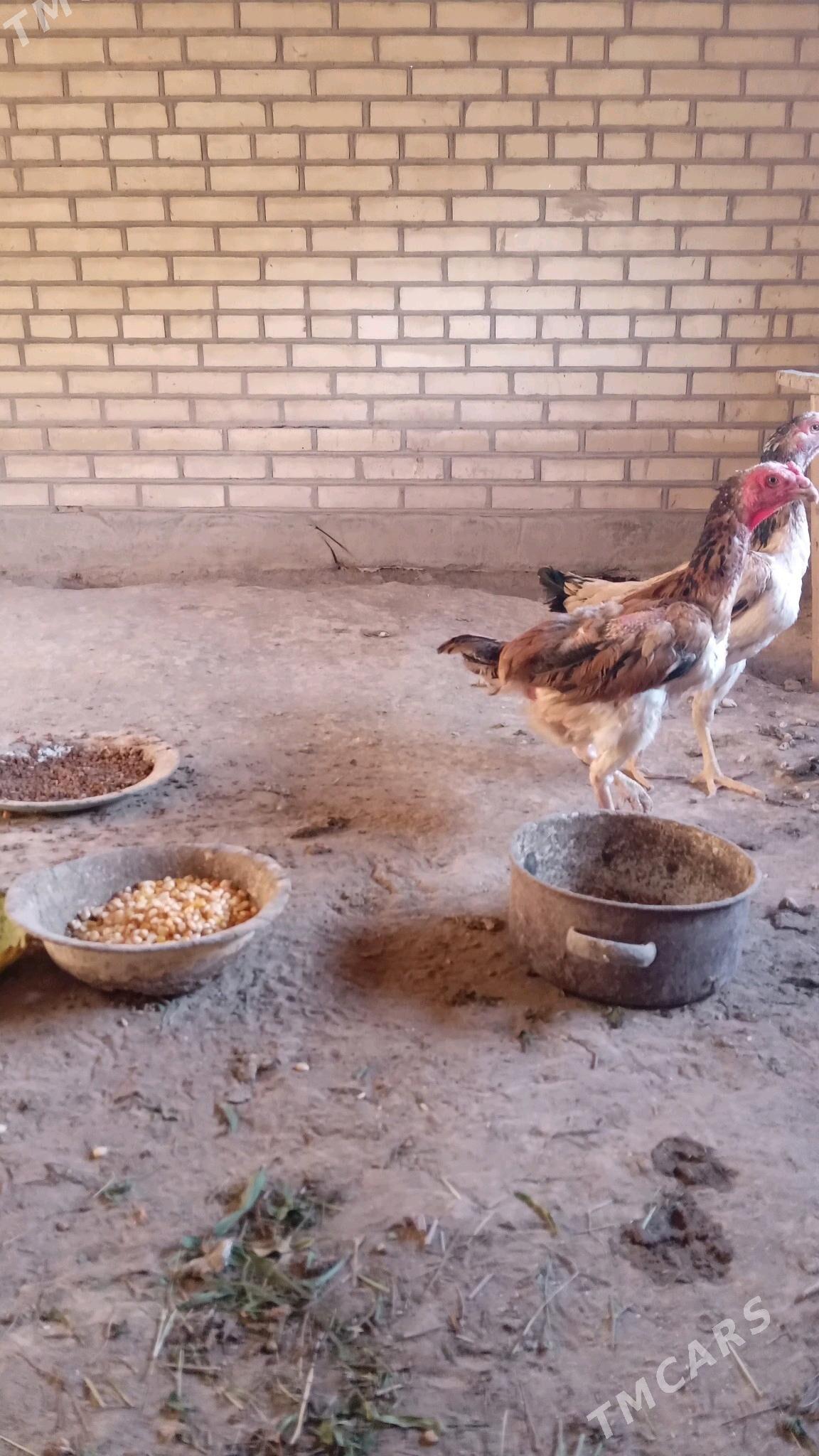 BAYES JÜJE CYKARYP BERÝAN - Murgap - img 4