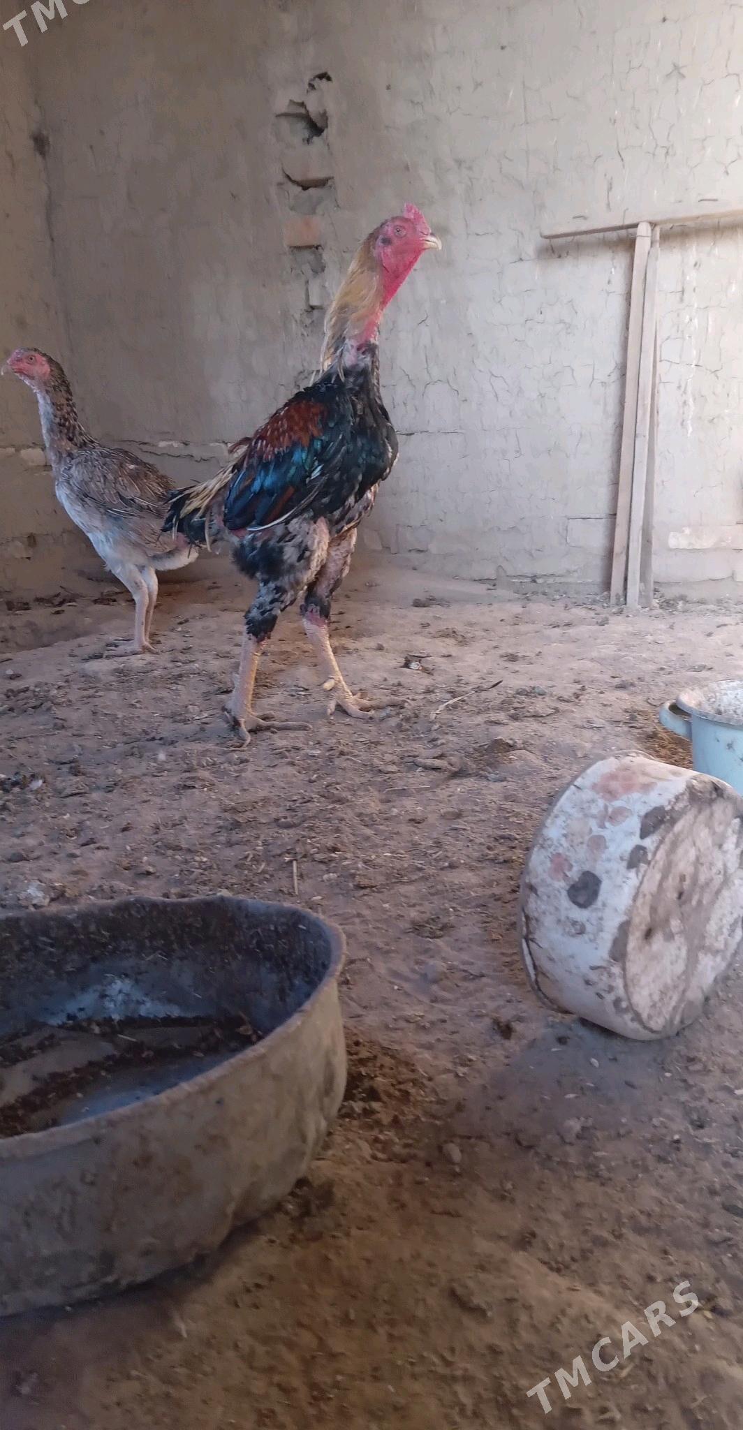 BAYES JÜJE CYKARYP BERÝAN - Murgap - img 6