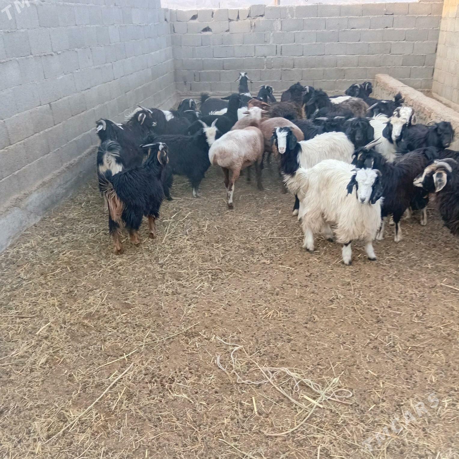 çebiş - Бахарден - img 3