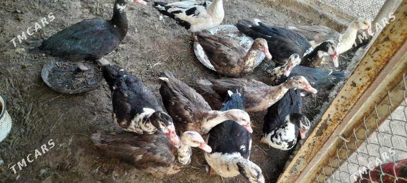 Indiuka - Сакарчага - img 2