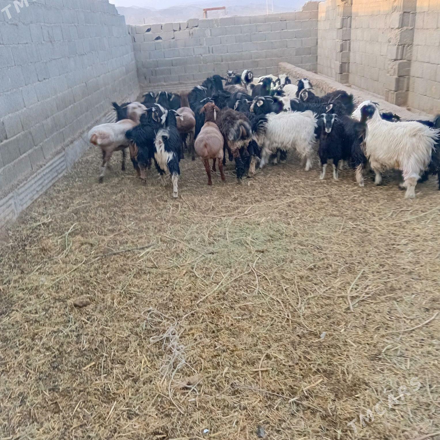 çebiş - Бахарден - img 2