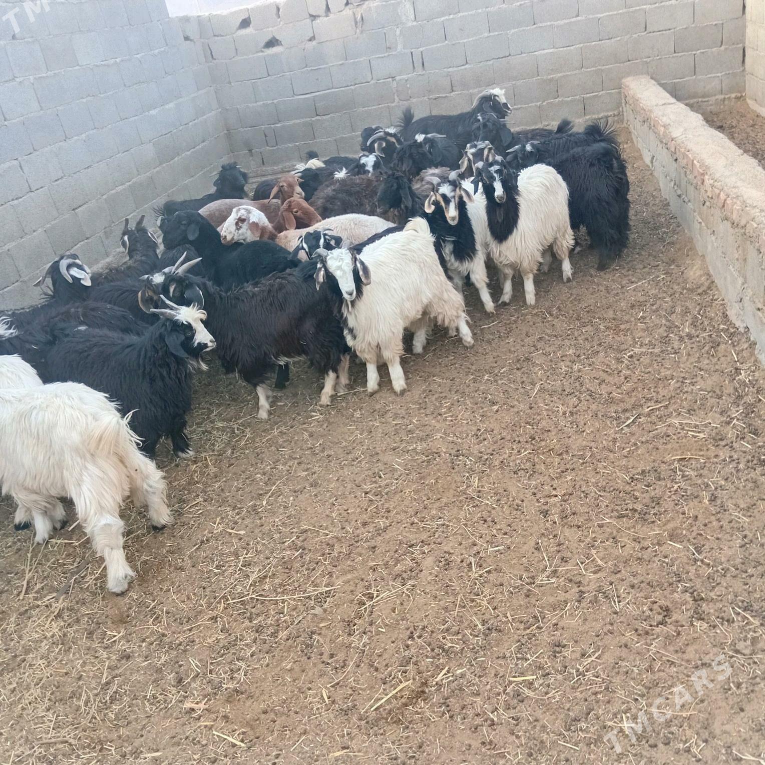 çebiş - Бахарден - img 4