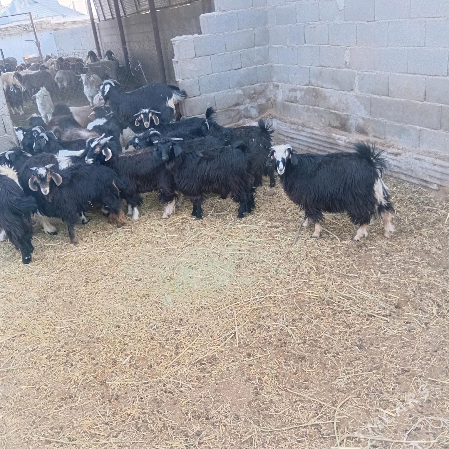 çebiş - Бахарден - img 5