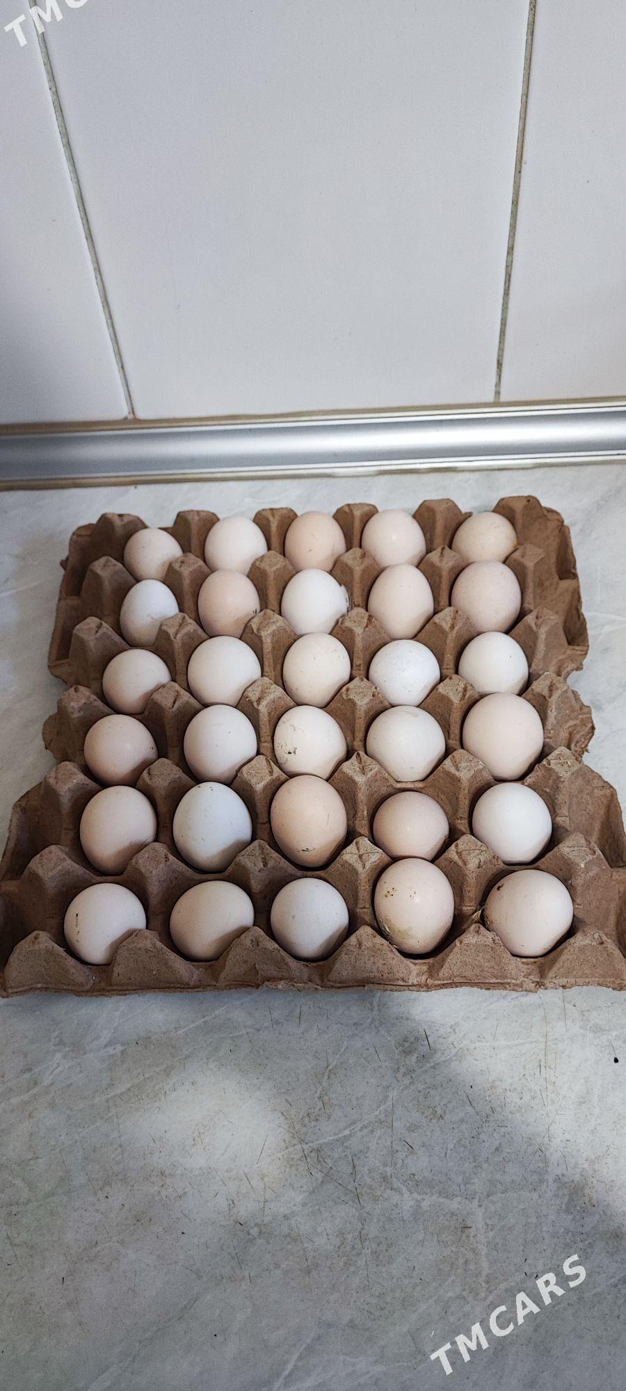 elin yumurtga домашние яйца - Ашхабад - img 2