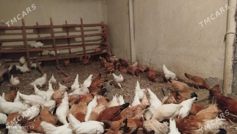 towuk - Çoganly - img 4