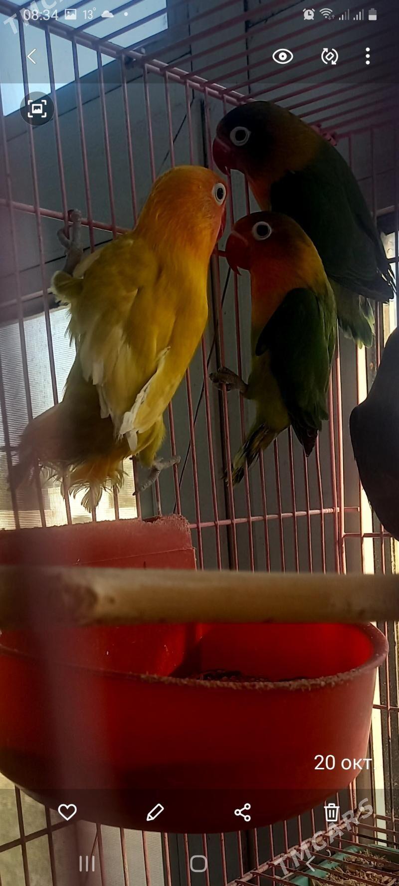 попугаи - Ашхабад - img 1