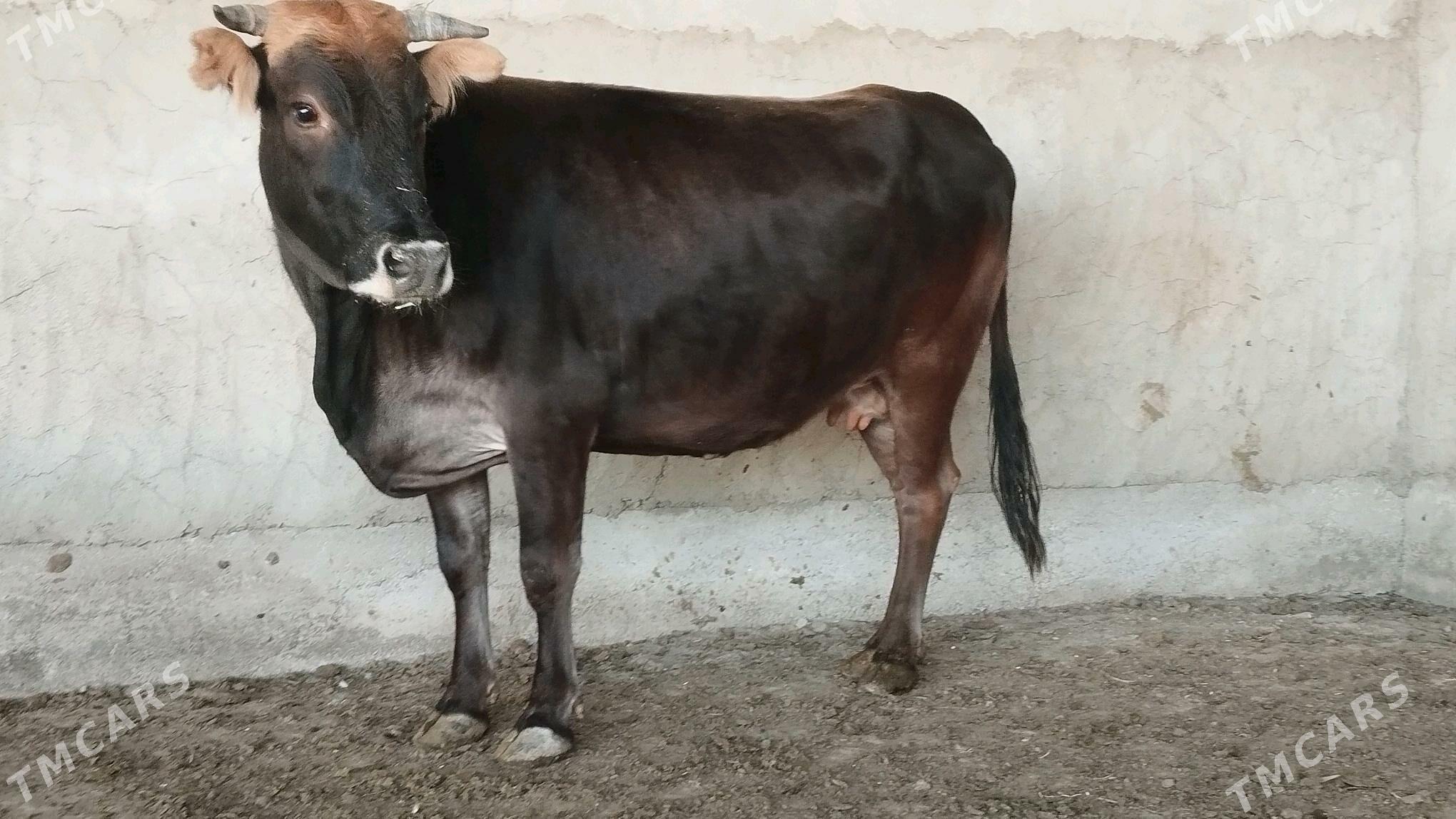 Sygyr - Берекет - img 2