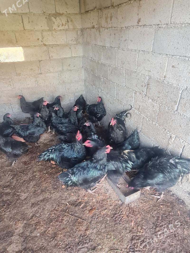 Amercanski jersey - Bagyr - img 3