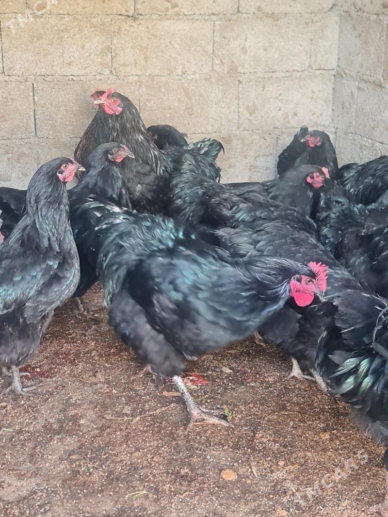 Amercanski jersey - Bagyr - img 2