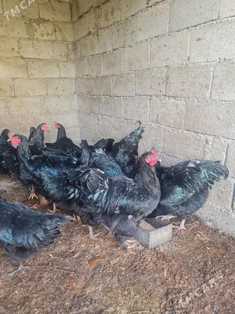 Amercanski jersey - Bagyr - img 4