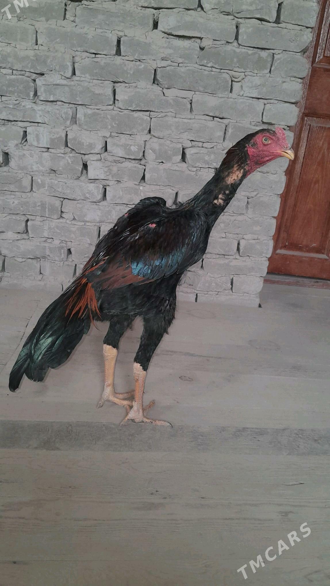 bayes horaz - Halaç - img 2