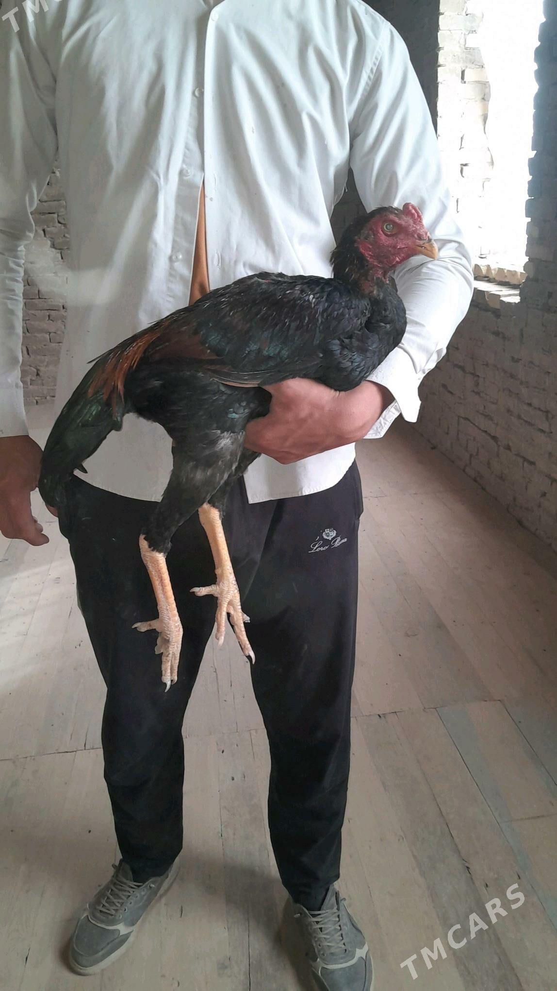 bayes horaz - Halaç - img 1