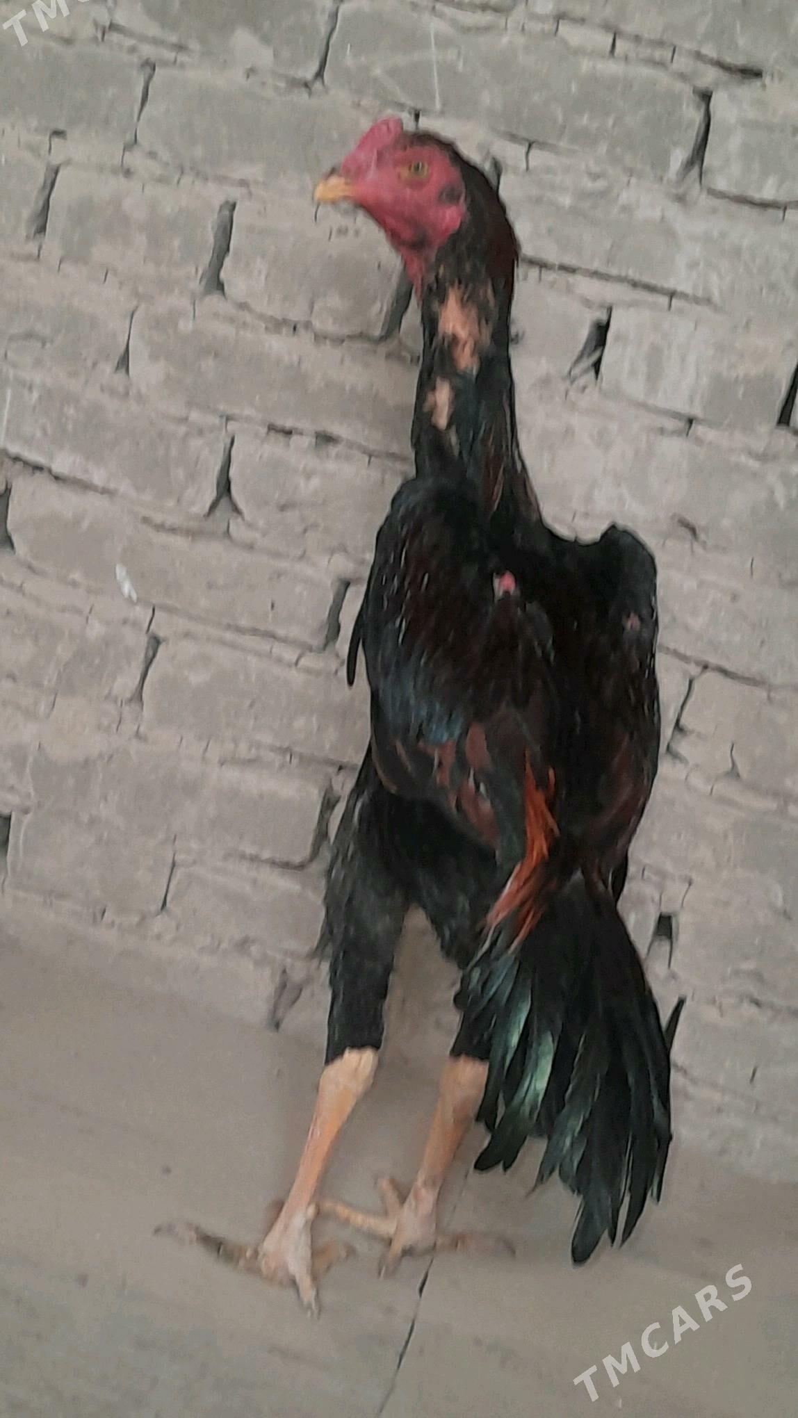 bayes horaz - Halaç - img 3